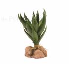 Green Aloe